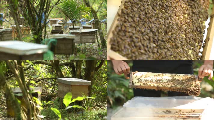 人工养殖的蜜蜂蜂蜜