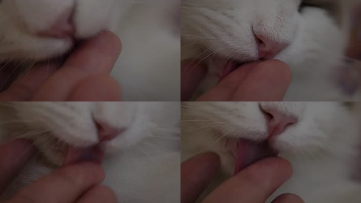 布偶猫咪舔手猫舌头倒刺 (3)