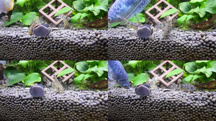 水族海螺除藻螺黑金刚繁殖 (6)