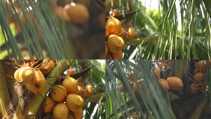 海南椰子树椰子