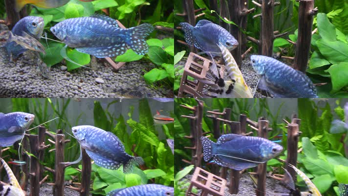 水族箱热带鱼蓝曼龙 (1)