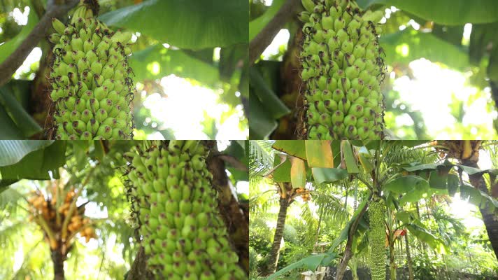 热带水果芭蕉芭蕉树千指蕉