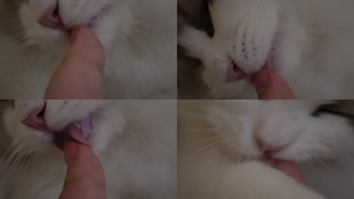 布偶猫咪舔手猫舌头倒刺 (4)