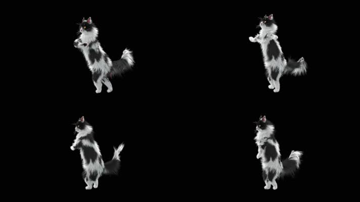 猫跳舞无缝循环带透明通道