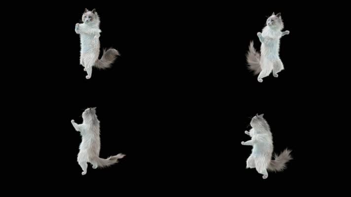 猫跳舞无缝循环透明通道Alpha