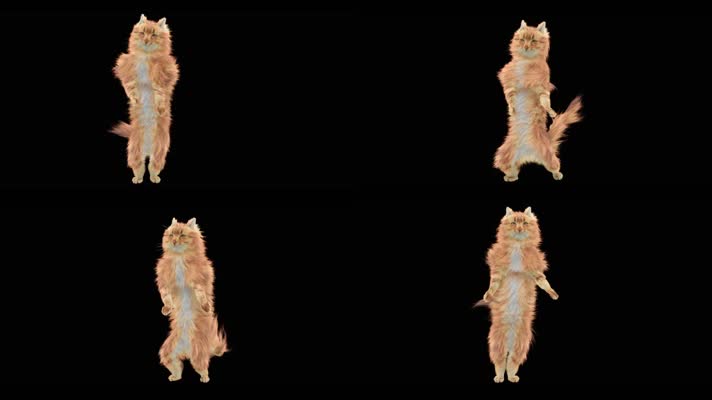 喵星人跳舞猫舞蹈，带通道，无缝循环