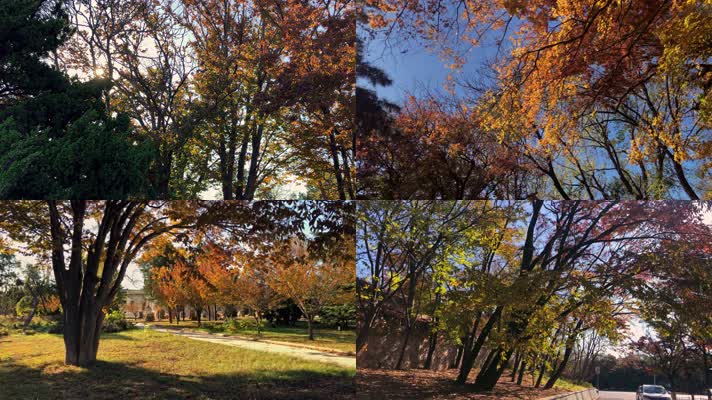 原创拍摄秋天公园自然景观