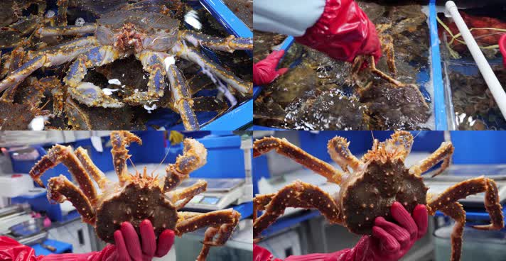 帝王蟹，海产市场