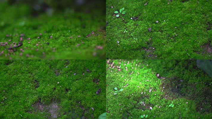 苔藓-松林地面覆盖着一层茂密的苔藓