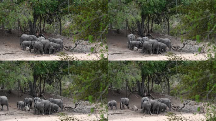 一群非洲大象在南非的一个人工水坑饮水，它