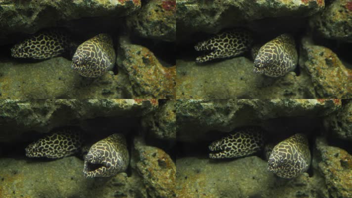 斑点海鳗蜂窝海鳗在珊瑚礁
