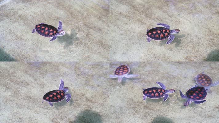 小海龟游泳和来水面上呼吸在孵化池近距离拍