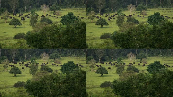 野生野牛在世界遗产热带森林里放牧
