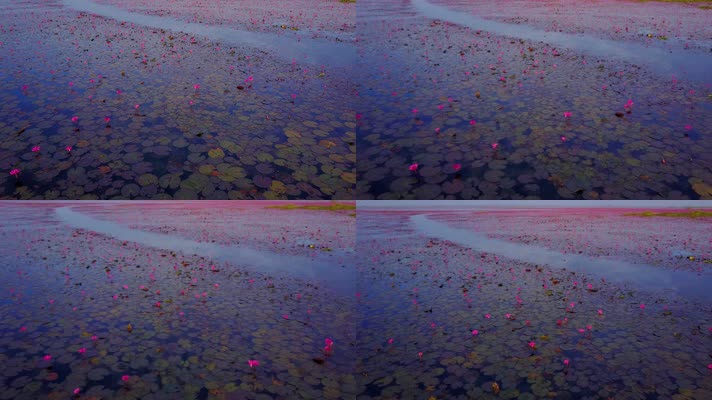 泰国湖公园的红莲湖盛开