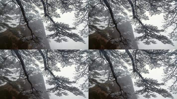 冬天，冰冻的树，森林，森林，山，阳光明媚