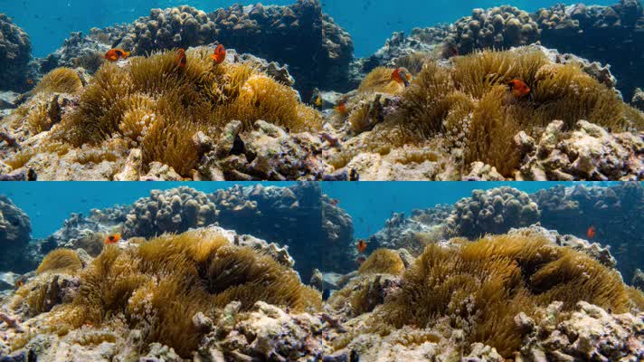 番茄小丑鱼在海葵上的彩色健康珊瑚礁水下镜