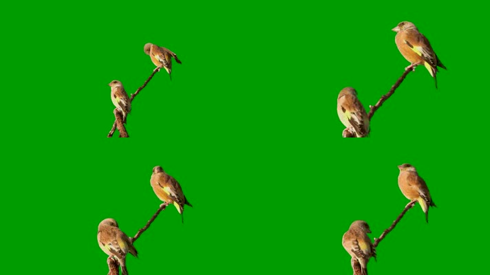 4k绿幕素材树枝上一对金翅雀动态视频