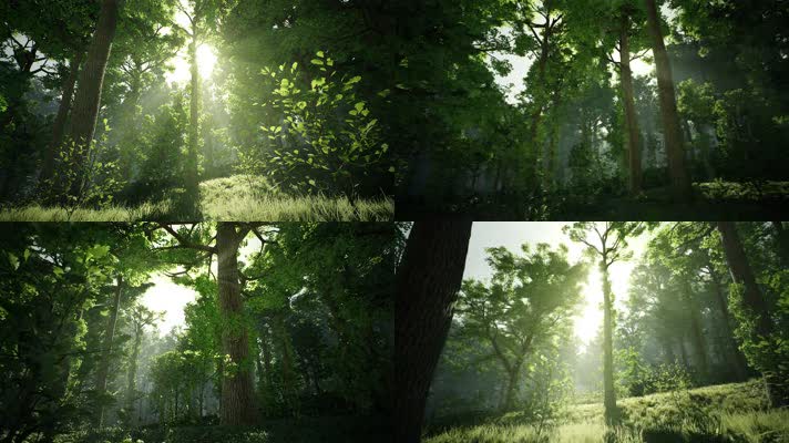 【4K】阳光树林动画