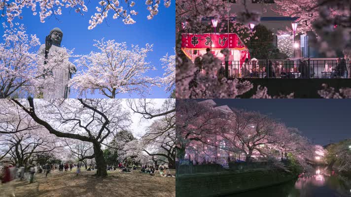 【4K】日本樱花美景