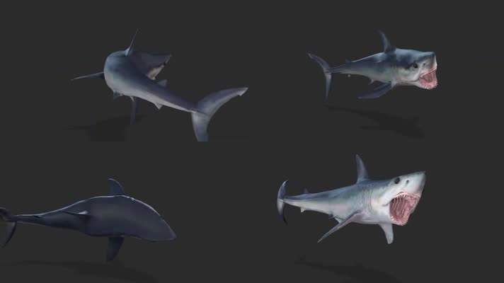 鲨鱼动画