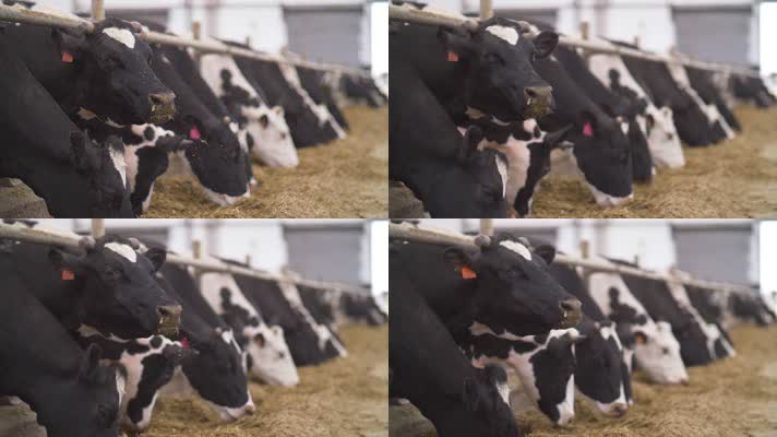 乡村农业养殖奶牛喂养升格拍摄