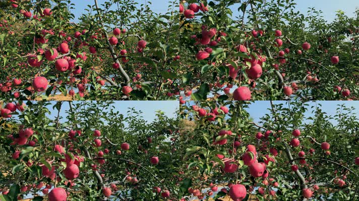 苹果园