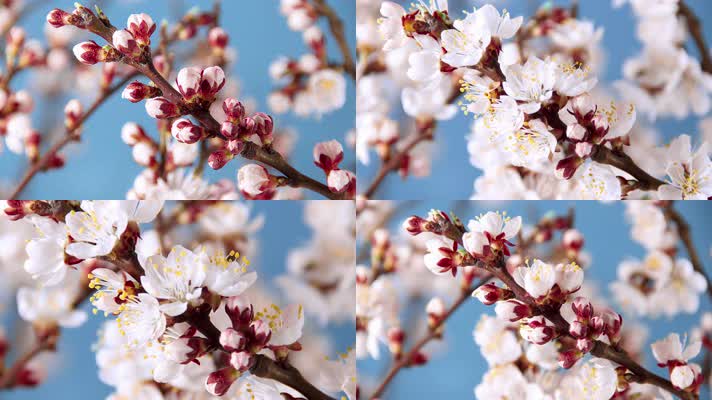 【4K】春天树开花