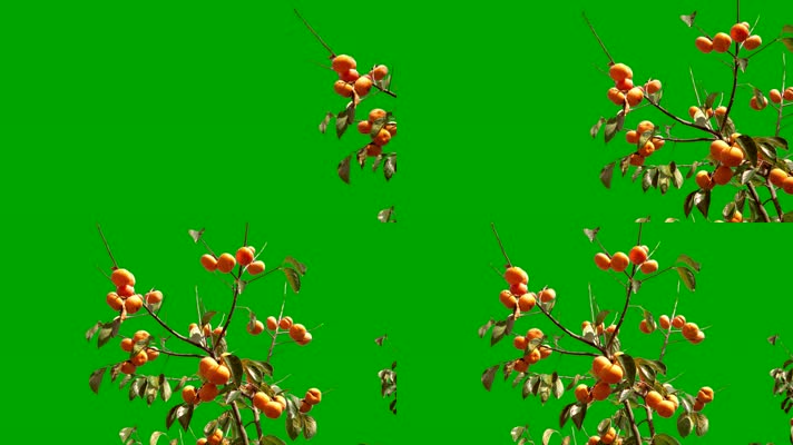 4k果实秋季丰收柿子绿幕透明通道抠像视频素
