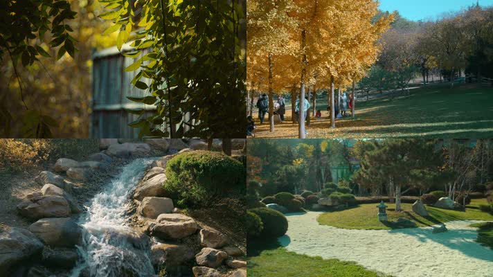 原创拍摄2020城市公园植物园秋天景