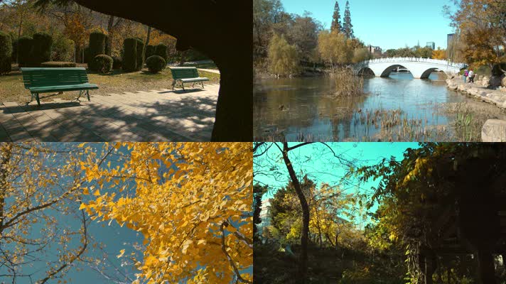 原创拍摄2020城市公园植物园秋天景