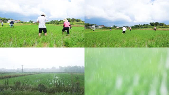 雨水滋润田中水稻