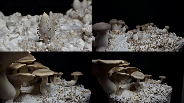 【4K】蘑菇生长延时