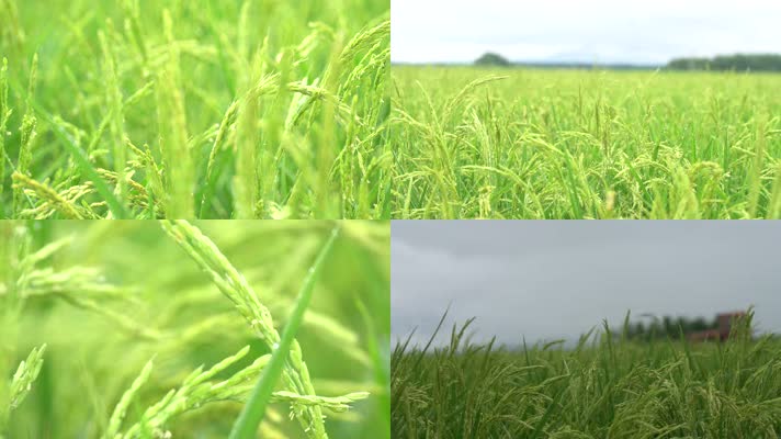 风光农业种植 稻田麦苗麦穗