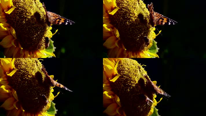 蝴蝶在向日葵上采集花粉 