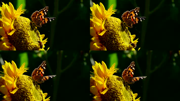  蝴蝶在向日葵上采集花粉 