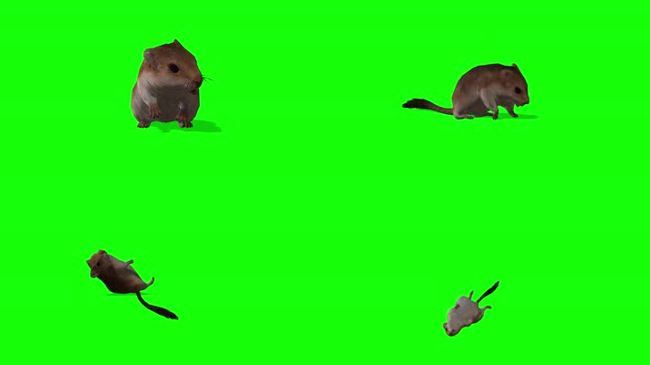 【4K】老鼠动画