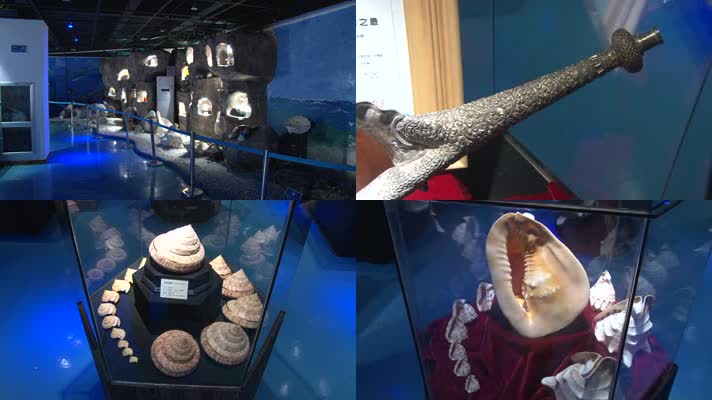 海洋生物博物馆展出的各种海螺