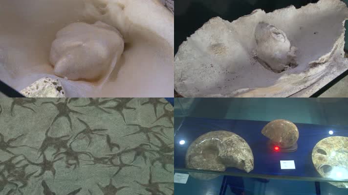 砗磲与各种海洋生物化石