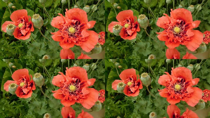 植物红花