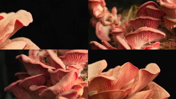 蘑菇   生态   森林 生态 延时摄影 zhongzh