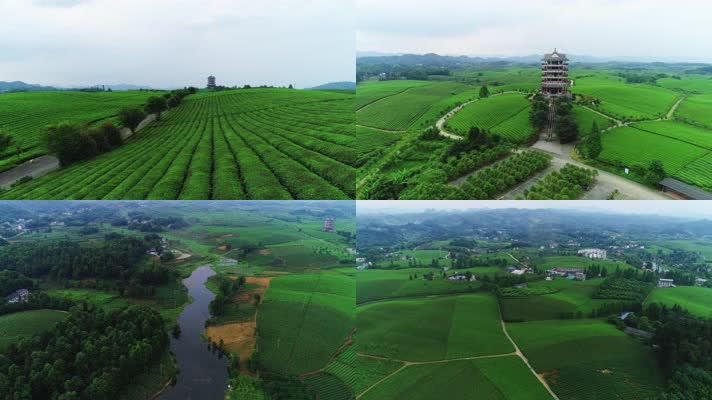 航拍贵州湄潭永兴茶场