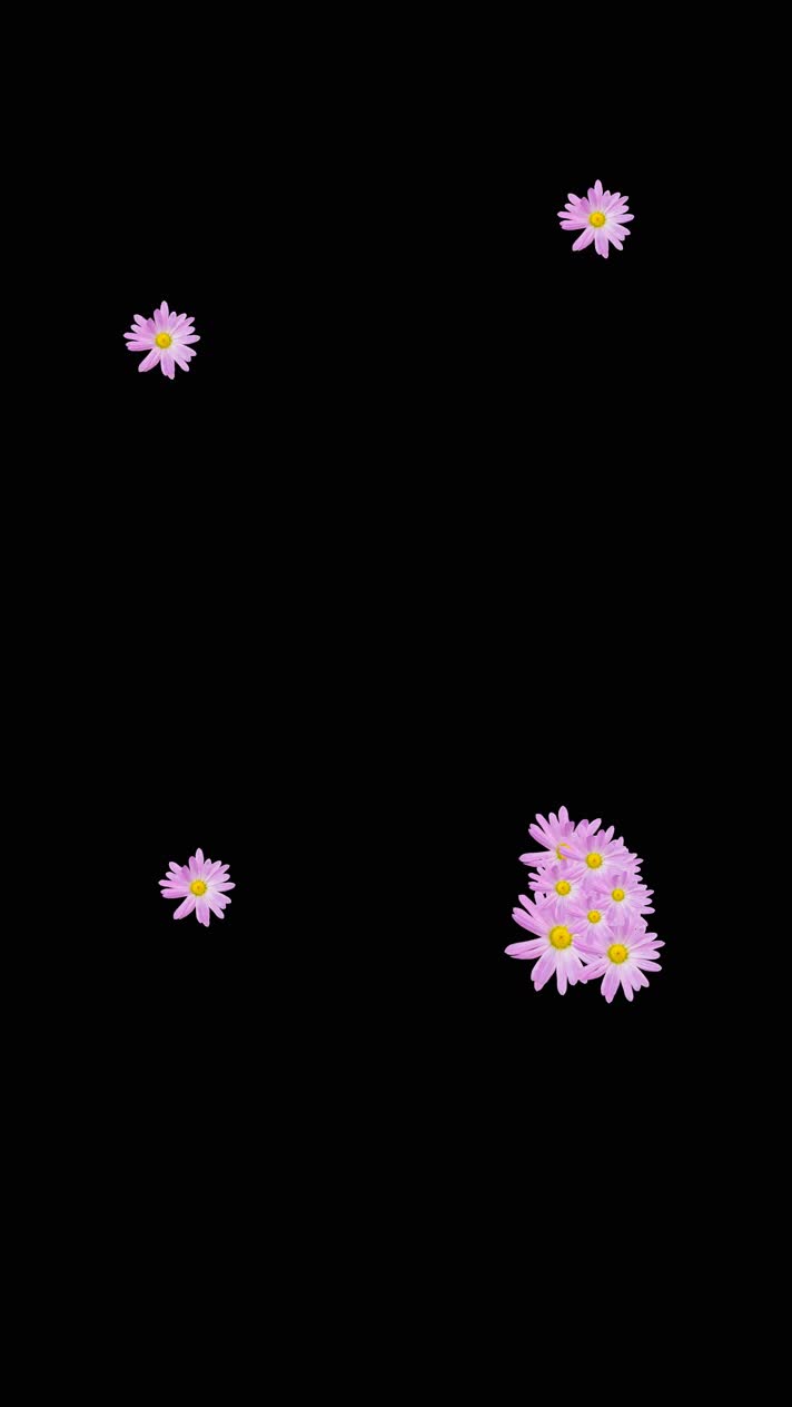 紫色菊花小动画装饰素材