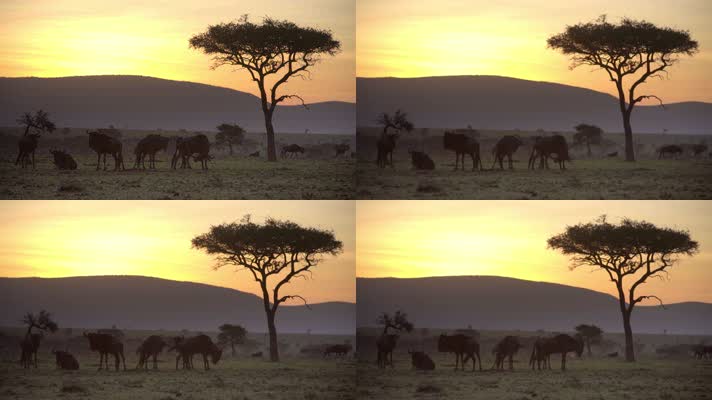 4K非洲大草原镜头