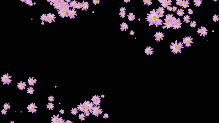 撒紫色菊花动画视频