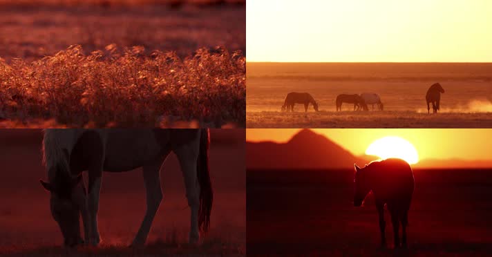 大草原马在夕阳下吃草