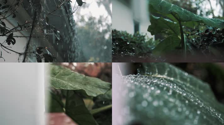 下雨、屋檐、雨滴、水珠、树叶、雨季
