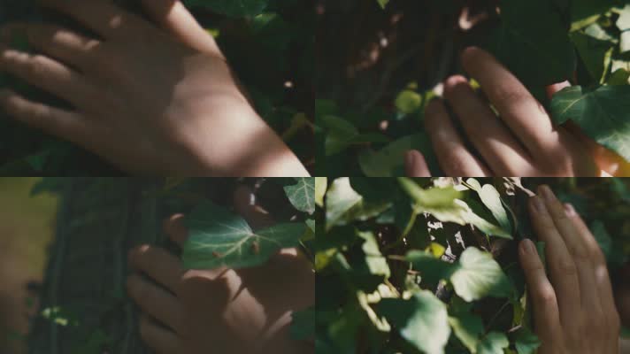 手触摸树叶、手触摸阳光、光线照射、希望、