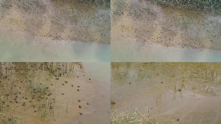 生态湿地底栖生物螃蟹