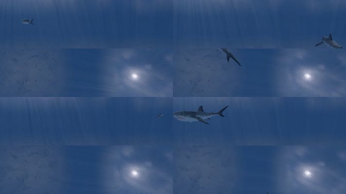N05-2K海底大白鲨鲨鱼全景视频