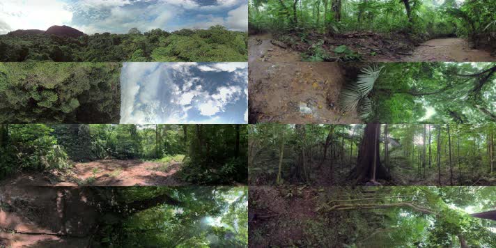 N047-4K保护热带雨林宣传片全景视频